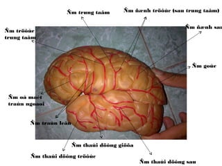 Giải phẫu sinh lý hệ thần kinh thực vật