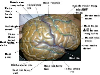 HÌNH ẢNH THỰC HÀNH GIẢI PHẪU CÓ CHÚ THÍCH