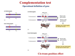 Gp501 fundamentals of genetics and evolution of gene concept 1.pptx