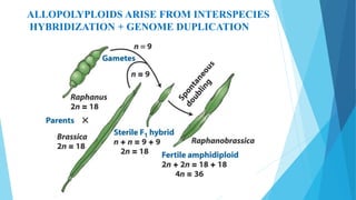 Fig. 16-7
ALLOPOLYPLOIDS ARISE FROM INTERSPECIES
HYBRIDIZATION + GENOME DUPLICATION
 