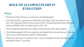 ROLE OF ALLOPOLYPLOID IN
EVOLUTION
Wheat
 The bread wheat (Triticum aestivum) is an allopolyploid.
 It is believed that A genome of wheat has come from Triticum monococcum
(2n=14), D genome from Triticum tauschi (2n=14) and B genome from unknown
source probably from an extinct species (2n=14).
 Thus hexaploid wheat has two copies of the genomes from three species.
 First allotetetraploid Triticum turgidum developed from a cross between Triticum
monococcum and unknown species of B genome.
 Then cross between T. turgidum and T. tauschi resulted in in the development of
hexaploid wheat T. aestivum.
 