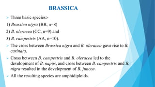 BRASSICA
 Three basic species:-
1) Brassica nigra (BB, n=8)
2) B. oleracea (CC, n=9) and
3) B. campestris (AA, n=10).
 The cross between Brassica nigra and B. oleracea gave rise to B.
carinata.
 Cross between B. campestris and B. oleracea led to the
development of B. napus, and cross between B. campestris and B.
nigra resulted in the development of B. juncea.
 All the resulting species are amphidiploids.
 