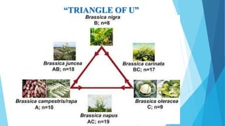 “TRIANGLE OF U”
 