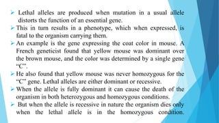  Lethal alleles are produced when mutation in a usual allele
distorts the function of an essential gene.
 This in turn results in a phenotype, which when expressed, is
fatal to the organism carrying them.
 An example is the gene expressing the coat color in mouse. A
French geneticist found that yellow mouse was dominant over
the brown mouse, and the color was determined by a single gene
“C”.
 He also found that yellow mouse was never homozygous for the
“C” gene. Lethal alleles are either dominant or recessive.
 When the allele is fully dominant it can cause the death of the
organism in both heterozygous and homozygous conditions.
 But when the allele is recessive in nature the organism dies only
when the lethal allele is in the homozygous condition.
 
