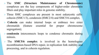  The SMC (Structure Maintenance of Chromosome)
complexes are the key components of higher-order chromatin
fibers and play important roles in genome stability.
 Three SMC complexes are present in most eukaryotic cells:
cohesin (SMC1/3), condensin (SMC2/4) and SMC5/6 complex.
 Cohesin can make internal loops or embrace two sister
chromatids (feature essential for proper chromosome
segregation);
 condensin interconnects loops to condense chromatin during
mitosis.
 The SMC5/6 complex is involved in the homologous
recombination-based DNA repair, in replication fork stability and
processing, and in cohesin regulation.
 