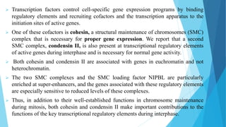  Transcription factors control cell-specific gene expression programs by binding
regulatory elements and recruiting cofactors and the transcription apparatus to the
initiation sites of active genes.
 One of these cofactors is cohesin, a structural maintenance of chromosomes (SMC)
complex that is necessary for proper gene expression. We report that a second
SMC complex, condensin II, is also present at transcriptional regulatory elements
of active genes during interphase and is necessary for normal gene activity.
 Both cohesin and condensin II are associated with genes in euchromatin and not
heterochromatin.
 The two SMC complexes and the SMC loading factor NIPBL are particularly
enriched at super-enhancers, and the genes associated with these regulatory elements
are especially sensitive to reduced levels of these complexes.
 Thus, in addition to their well-established functions in chromosome maintenance
during mitosis, both cohesin and condensin II make important contributions to the
functions of the key transcriptional regulatory elements during interphase.
 