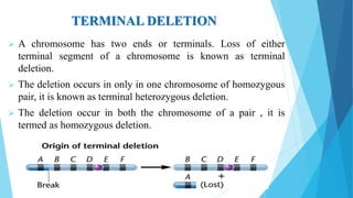 TERMINAL DELETION
 A chromosome has two ends or terminals. Loss of either
terminal segment of a chromosome is known as terminal
deletion.
 The deletion occurs in only in one chromosome of homozygous
pair, it is known as terminal heterozygous deletion.
 The deletion occur in both the chromosome of a pair , it is
termed as homozygous deletion.
 