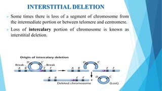 INTERSTITIAL DELETION
 Some times there is loss of a segment of chromosome from
the intermediate portion or between telomere and centromere.
 Loss of intercalary portion of chromosome is known as
interstitial deletion.
 