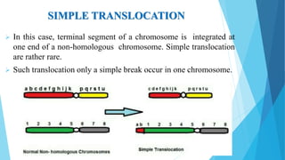 SIMPLE TRANSLOCATION
 In this case, terminal segment of a chromosome is integrated at
one end of a non-homologous chromosome. Simple translocation
are rather rare.
 Such translocation only a simple break occur in one chromosome.
 