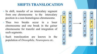 SHIFTS TRANSLOCATION
 In shift, transfer of an intercalary segment
from one chromosome to the intercalary
position in a non-homologous chromosome.
 Thus two breaks occur in a loser
chromosome and one break in the gainer
chromosome for transfer and integration of
such segments.
 Such translocation are known in the
population of Drosophila, Neurospora etc.
 