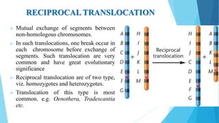 RECIPROCAL TRANSLOCATION
 Mutual exchange of segments between
non-homologous chromosomes.
 In such translocations, one break occur in
each chromosome before exchange of
segments. Such translocation are very
common and have great evolutionary
significance
 Reciprocal translocation are of two type,
viz. homozygotes and heterozygotes.
 Translocation of this type is most
common. e.g. Oenothera, Tradescantia
etc.
 