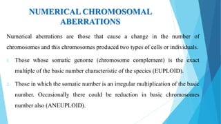 NUMERICAL CHROMOSOMAL
ABERRATIONS
Numerical aberrations are those that cause a change in the number of
chromosomes and this chromosomes produced two types of cells or individuals.
1. Those whose somatic genome (chromosome complement) is the exact
multiple of the basic number characteristic of the species (EUPLOID).
2. Those in which the somatic number is an irregular multiplication of the basic
number. Occasionally there could be reduction in basic chromosomes
number also (ANEUPLOID).
 