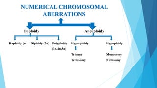 NUMERICAL CHROMOSOMAL
ABERRATIONS
Euploidy Aneuploidy
Haploidy (n) Diploidy (2n) Polyploidy Hyperploidy Hypoploidy
(3n,4n,5n)
Trisomy Monosomy
Tetrasomy Nullisomy
 