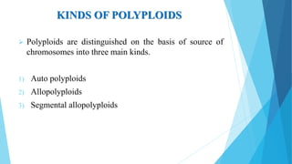 KINDS OF POLYPLOIDS
 Polyploids are distinguished on the basis of source of
chromosomes into three main kinds.
1) Auto polyploids
2) Allopolyploids
3) Segmental allopolyploids
 