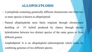 ALLOPOLYPLOIDS
 A polyploids containing genetically different chromosome sets from two
or more species is known as allopolyploid.
 Natural allopolyploids most likely originate through chromosome
doubling of F1 hybrid produced by chance through natural
hybridization between two distinct species of the same genus or from
different genera.
 Amphidiploid: It is an allopolyploid (allotetraploid) which arises by
combining genomes of two different species.
 
