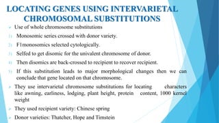 LOCATING GENES USING INTERVARIETAL
CHROMOSOMAL SUBSTITUTIONS
 Use of whole chromosome substitutions
1) Monosomic series crossed with donor variety.
2) F1monosomics selected cytologically.
3) Selfed to get disomic for the univalent chromosome of donor.
4) Then disomics are back-crossed to recipient to recover recipient.
5) If this substitution leads to major morphological changes then we can
conclude that gene located on that chromosome.
 They use intervarietal chromosome substitutions for locating characters
like awning, earliness, lodging, plant height, protein content, 1000 kernel
weight
 They used recipient variety: Chinese spring
 Donor varieties: Thatcher, Hope and Timstein
 