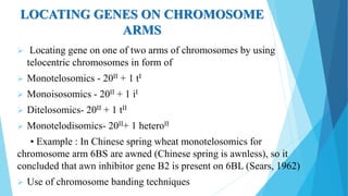 LOCATING GENES ON CHROMOSOME
ARMS
 Locating gene on one of two arms of chromosomes by using
telocentric chromosomes in form of
 Monotelosomics - 20II + 1 tI
 Monoisosomics - 20II + 1 iI
 Ditelosomics- 20II + 1 tII
 Monotelodisomics- 20II+ 1 heteroII
• Example : In Chinese spring wheat monotelosomics for
chromosome arm 6BS are awned (Chinese spring is awnless), so it
concluded that awn inhibitor gene B2 is present on 6BL (Sears, 1962)
 Use of chromosome banding techniques
 