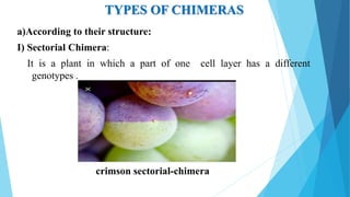 TYPES OF CHIMERAS
a)According to their structure:
I) Sectorial Chimera:
It is a plant in which a part of one cell layer has a different
genotypes .
crimson sectorial-chimera
 