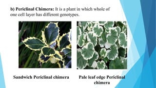 b) Periclinal Chimera: It is a plant in which whole of
one cell layer has different genotypes.
Sandwich Periclinal chimera Pale leaf edge Periclinal
chimera
 