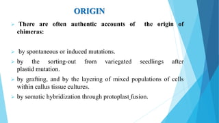 ORIGIN
 There are often authentic accounts of the origin of
chimeras:
 by spontaneous or induced mutations.
 by the sorting-out from variegated seedlings after
plastid mutation.
 by grafting, and by the layering of mixed populations of cells
within callus tissue cultures.
 by somatic hybridization through protoplast fusion.
 