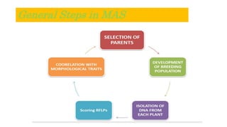 General Steps in MAS
 
