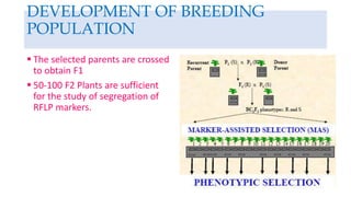 DEVELOPMENT OF BREEDING
POPULATION
 The selected parents are crossed
to obtain F1
 50-100 F2 Plants are sufficient
for the study of segregation of
RFLP markers.
 