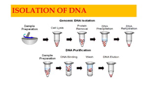 ISOLATION OF DNA
 