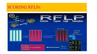 SCORING RFLPs
 