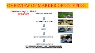 OVERVIEW OF MARKER GENOTYPING
 