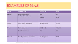 EXAMPLES OF M.A.S.
 