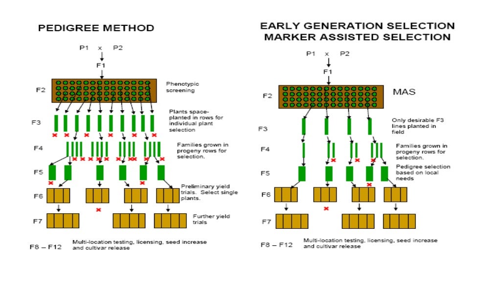 marker assisted selection