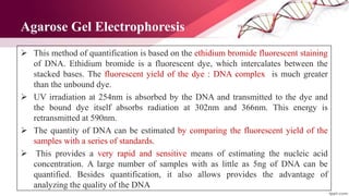 Agarose Gel Electrophoresis
 This method of quantification is based on the ethidium bromide fluorescent staining
of DNA. Ethidium bromide is a fluorescent dye, which intercalates between the
stacked bases. The fluorescent yield of the dye : DNA complex is much greater
than the unbound dye.
 UV irradiation at 254nm is absorbed by the DNA and transmitted to the dye and
the bound dye itself absorbs radiation at 302nm and 366nm. This energy is
retransmitted at 590nm.
 The quantity of DNA can be estimated by comparing the fluorescent yield of the
samples with a series of standards.
 This provides a very rapid and sensitive means of estimating the nucleic acid
concentration. A large number of samples with as little as 5ng of DNA can be
quantified. Besides quantification, it also allows provides the advantage of
analyzing the quality of the DNA
 