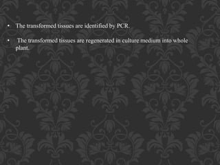 • The transformed tissues are identified by PCR.
• The transformed tissues are regenerated in culture medium into whole
plant.
 
