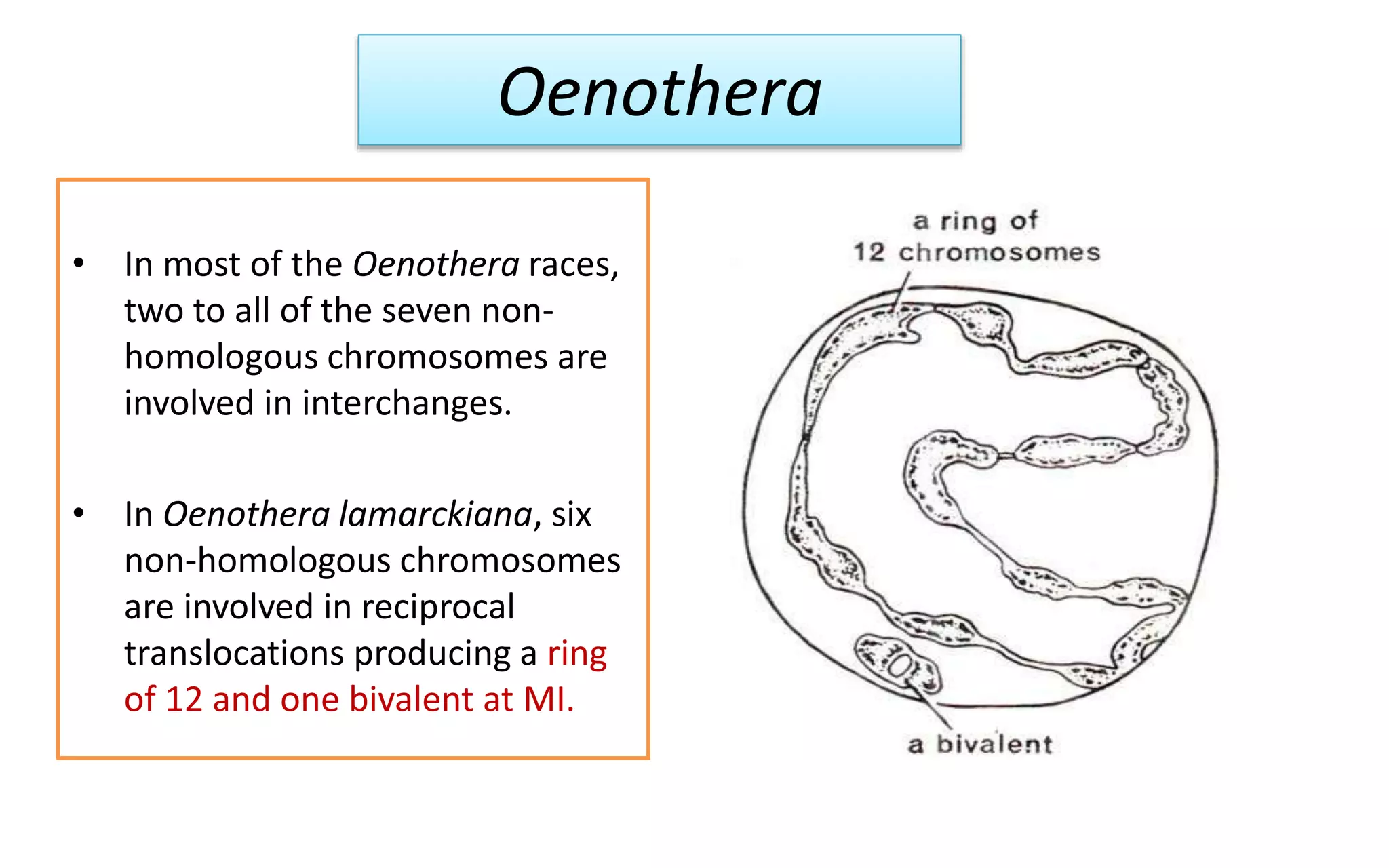 Oenothera
• In most of the Oenothera races,
two to all of the seven non-
homologous chromosomes are
involved in interchanges.
• In Oenothera lamarckiana, six
non-homologous chromosomes
are involved in reciprocal
translocations producing a ring
of 12 and one bivalent at MI.
 