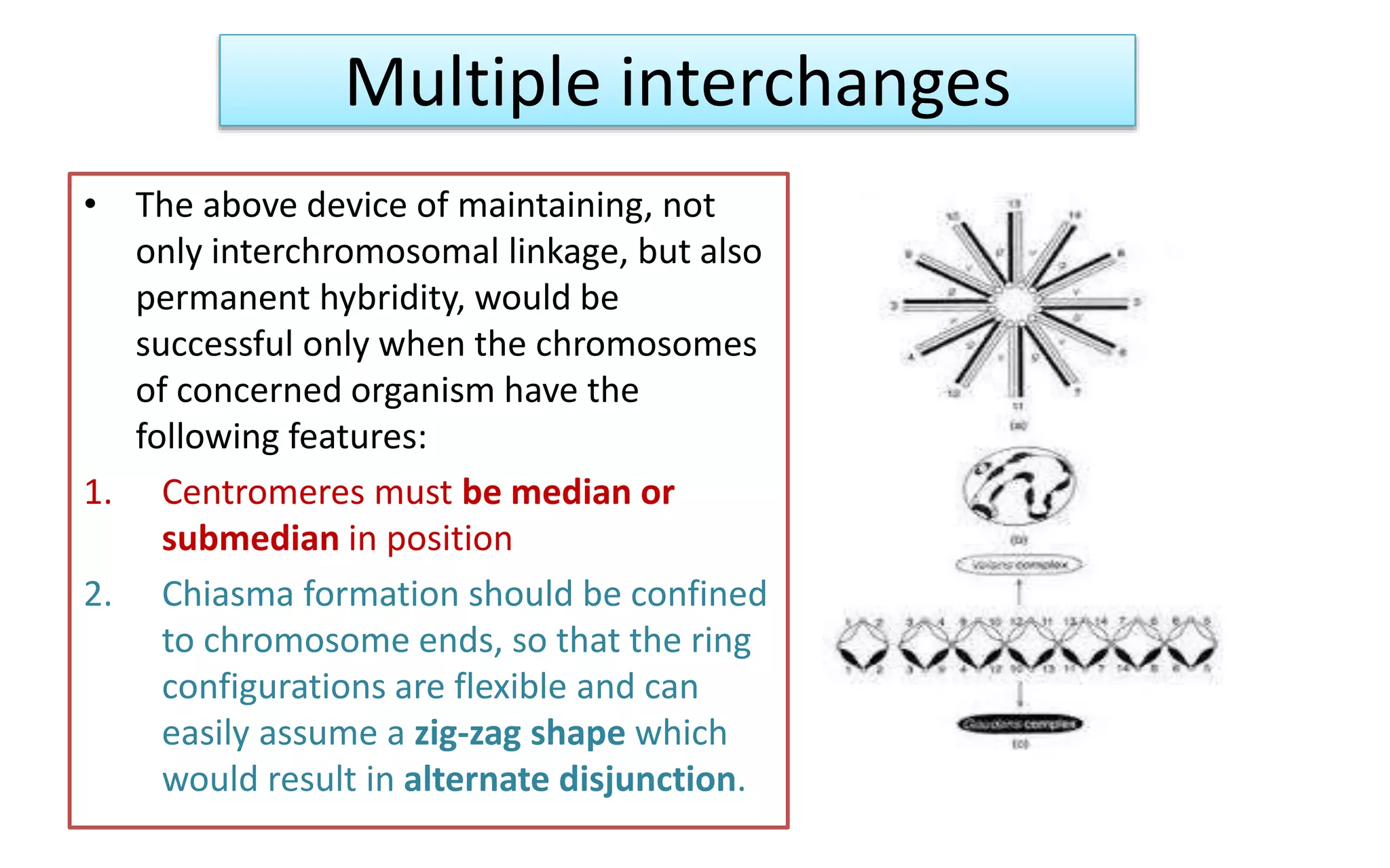 Multiple interchanges
• The above device of maintaining, not
only interchromosomal linkage, but also
permanent hybridity, would be
successful only when the chromosomes
of concerned organism have the
following features:
1. Centromeres must be median or
submedian in position
2. Chiasma formation should be confined
to chromosome ends, so that the ring
configurations are flexible and can
easily assume a zig-zag shape which
would result in alternate disjunction.
 