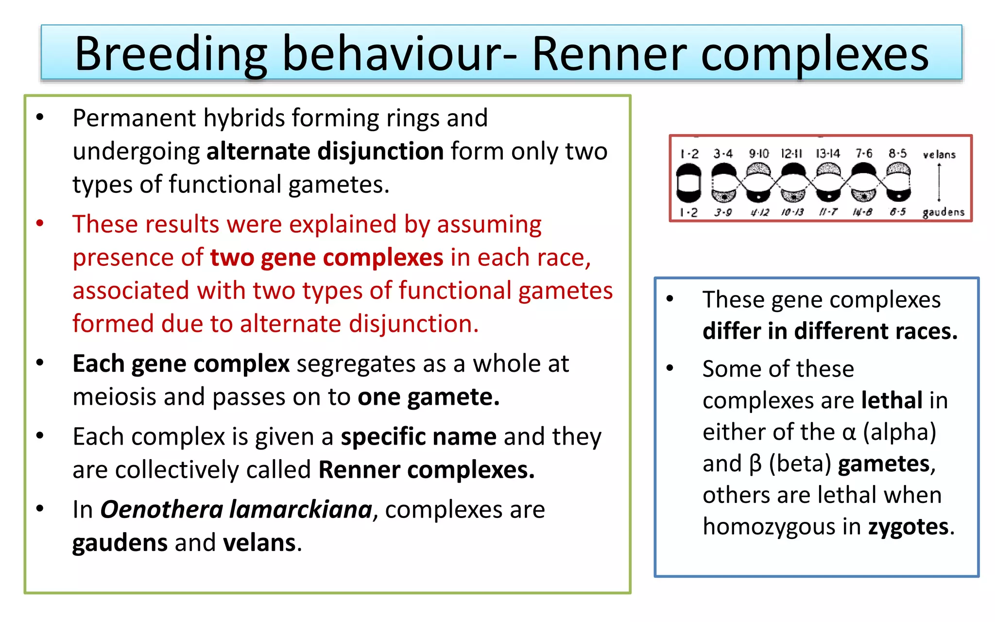 Breeding behaviour- Renner complexes
• Permanent hybrids forming rings and
undergoing alternate disjunction form only two
types of functional gametes.
• These results were explained by assuming
presence of two gene complexes in each race,
associated with two types of functional gametes
formed due to alternate disjunction.
• Each gene complex segregates as a whole at
meiosis and passes on to one gamete.
• Each complex is given a specific name and they
are collectively called Renner complexes.
• In Oenothera lamarckiana, complexes are
gaudens and velans.
• These gene complexes
differ in different races.
• Some of these
complexes are lethal in
either of the α (alpha)
and β (beta) gametes,
others are lethal when
homozygous in zygotes.
 