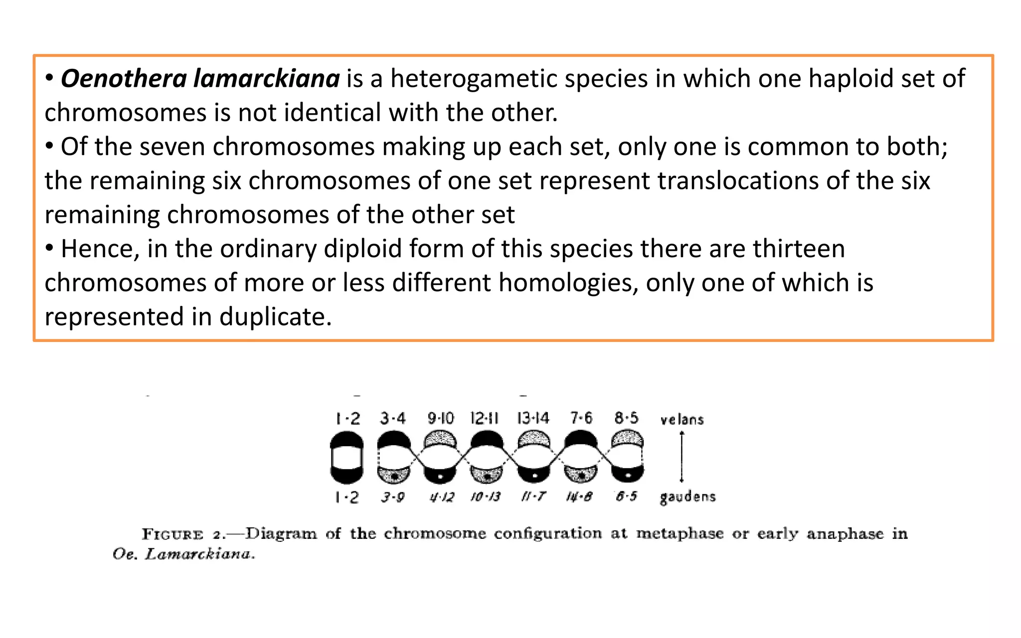 • Oenothera lamarckiana is a heterogametic species in which one haploid set of
chromosomes is not identical with the other.
• Of the seven chromosomes making up each set, only one is common to both;
the remaining six chromosomes of one set represent translocations of the six
remaining chromosomes of the other set
• Hence, in the ordinary diploid form of this species there are thirteen
chromosomes of more or less different homologies, only one of which is
represented in duplicate.
 