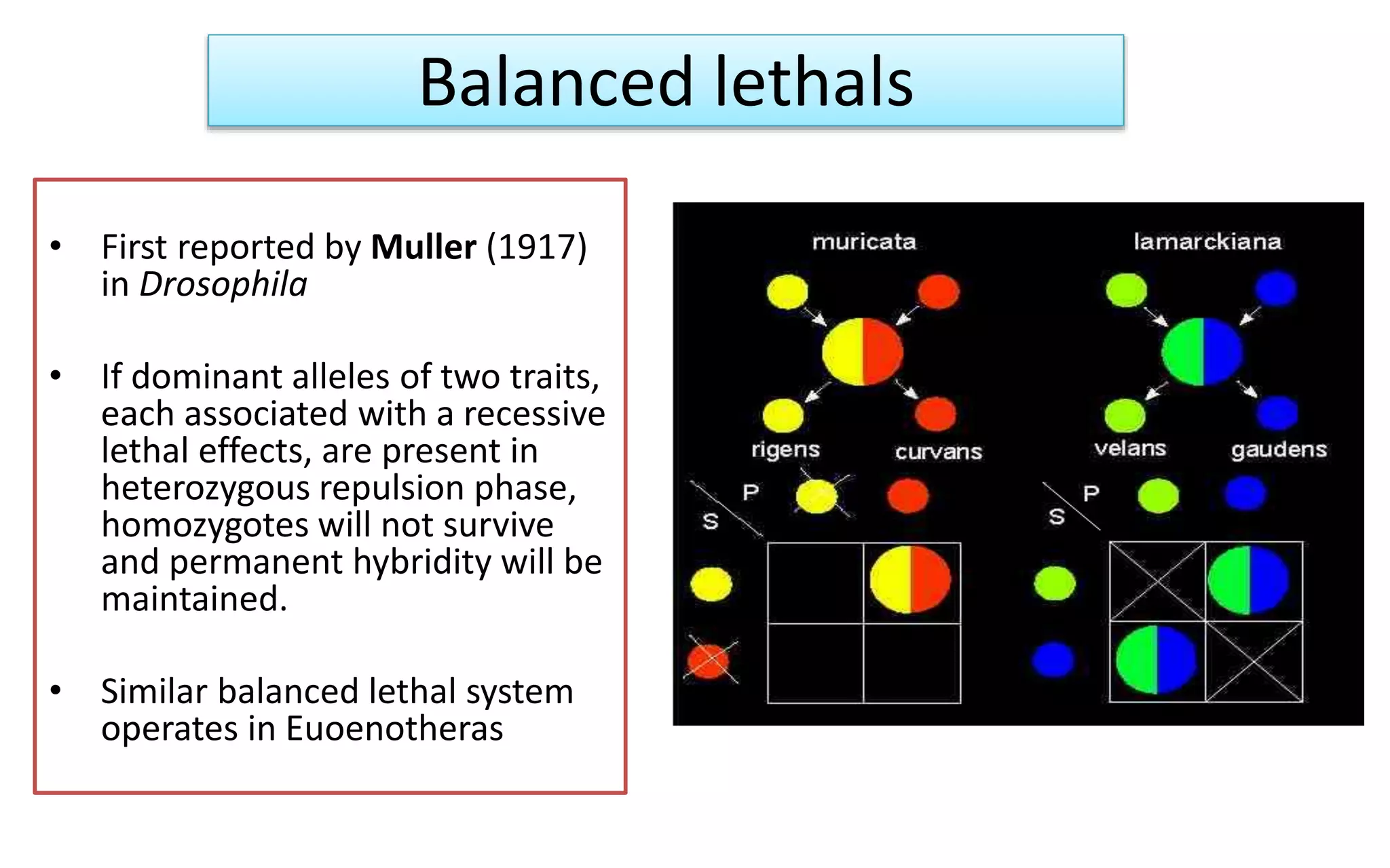 Balanced lethals
• First reported by Muller (1917)
in Drosophila
• If dominant alleles of two traits,
each associated with a recessive
lethal effects, are present in
heterozygous repulsion phase,
homozygotes will not survive
and permanent hybridity will be
maintained.
• Similar balanced lethal system
operates in Euoenotheras
 