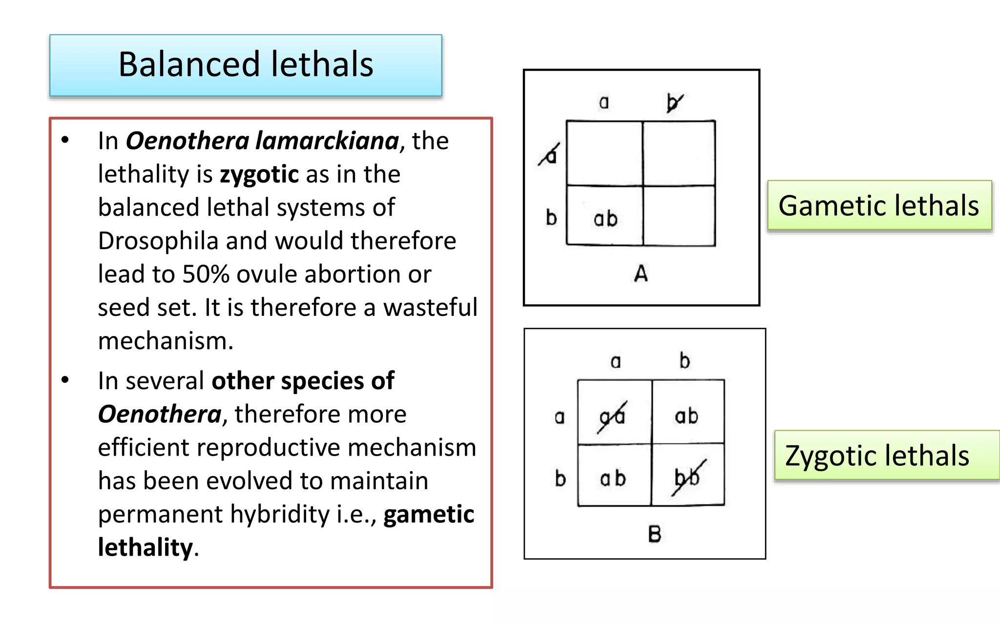 • In Oenothera lamarckiana, the
lethality is zygotic as in the
balanced lethal systems of
Drosophila and would therefore
lead to 50% ovule abortion or
seed set. It is therefore a wasteful
mechanism.
• In several other species of
Oenothera, therefore more
efficient reproductive mechanism
has been evolved to maintain
permanent hybridity i.e., gametic
lethality.
Gametic lethals
Zygotic lethals
Balanced lethals
 