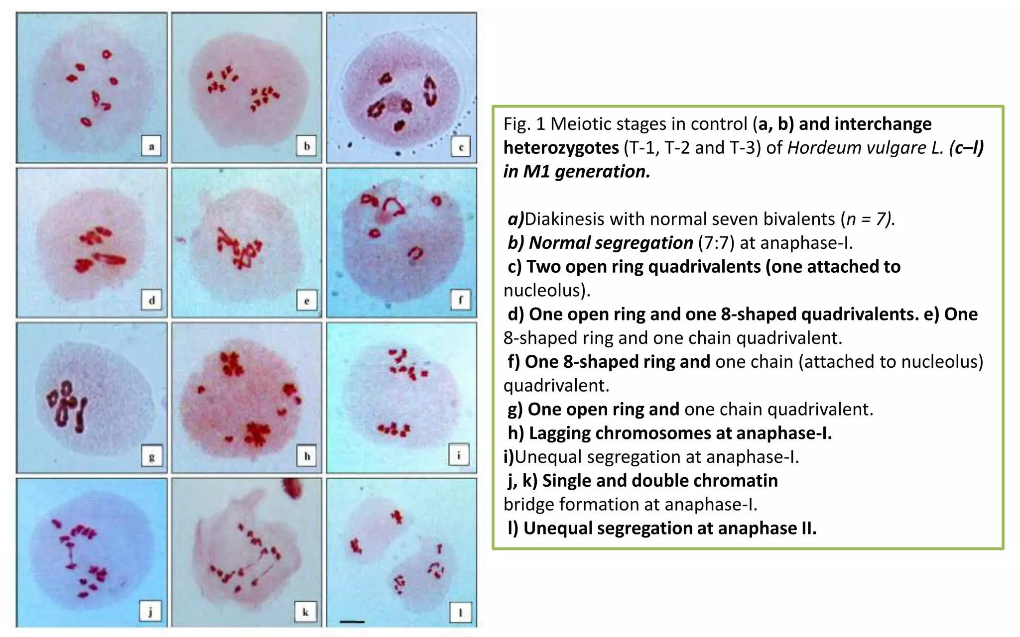 Fig. 1 Meiotic stages in control (a, b) and interchange
heterozygotes (T-1, T-2 and T-3) of Hordeum vulgare L. (c–l)
in M1 generation.
a)Diakinesis with normal seven bivalents (n = 7).
b) Normal segregation (7:7) at anaphase-I.
c) Two open ring quadrivalents (one attached to
nucleolus).
d) One open ring and one 8-shaped quadrivalents. e) One
8-shaped ring and one chain quadrivalent.
f) One 8-shaped ring and one chain (attached to nucleolus)
quadrivalent.
g) One open ring and one chain quadrivalent.
h) Lagging chromosomes at anaphase-I.
i)Unequal segregation at anaphase-I.
j, k) Single and double chromatin
bridge formation at anaphase-I.
l) Unequal segregation at anaphase II.
 
