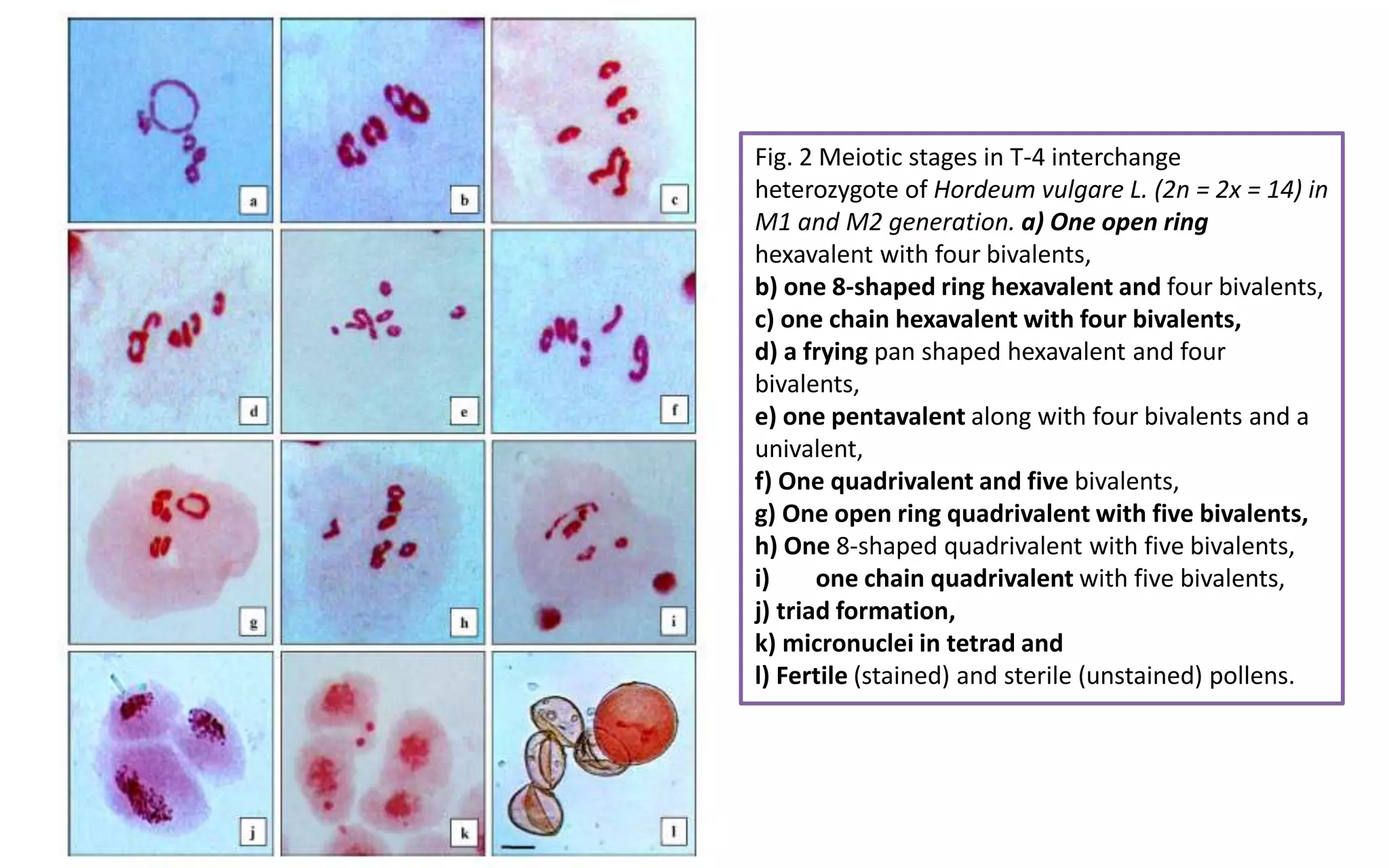 Fig. 2 Meiotic stages in T-4 interchange
heterozygote of Hordeum vulgare L. (2n = 2x = 14) in
M1 and M2 generation. a) One open ring
hexavalent with four bivalents,
b) one 8-shaped ring hexavalent and four bivalents,
c) one chain hexavalent with four bivalents,
d) a frying pan shaped hexavalent and four
bivalents,
e) one pentavalent along with four bivalents and a
univalent,
f) One quadrivalent and five bivalents,
g) One open ring quadrivalent with five bivalents,
h) One 8-shaped quadrivalent with five bivalents,
i) one chain quadrivalent with five bivalents,
j) triad formation,
k) micronuclei in tetrad and
l) Fertile (stained) and sterile (unstained) pollens.
 