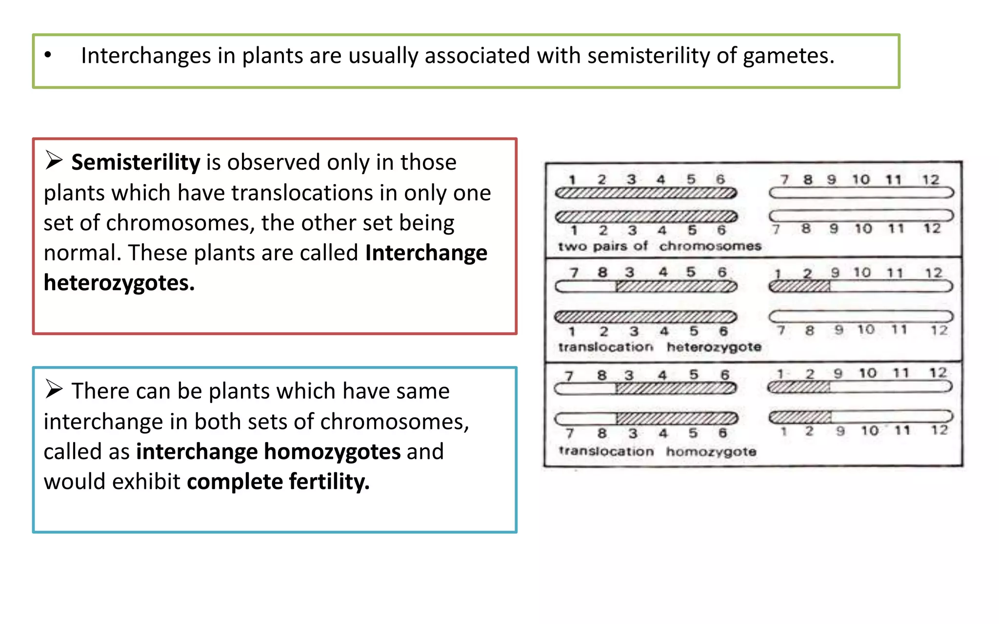 • Interchanges in plants are usually associated with semisterility of gametes.
 There can be plants which have same
interchange in both sets of chromosomes,
called as interchange homozygotes and
would exhibit complete fertility.
 Semisterility is observed only in those
plants which have translocations in only one
set of chromosomes, the other set being
normal. These plants are called Interchange
heterozygotes.
 