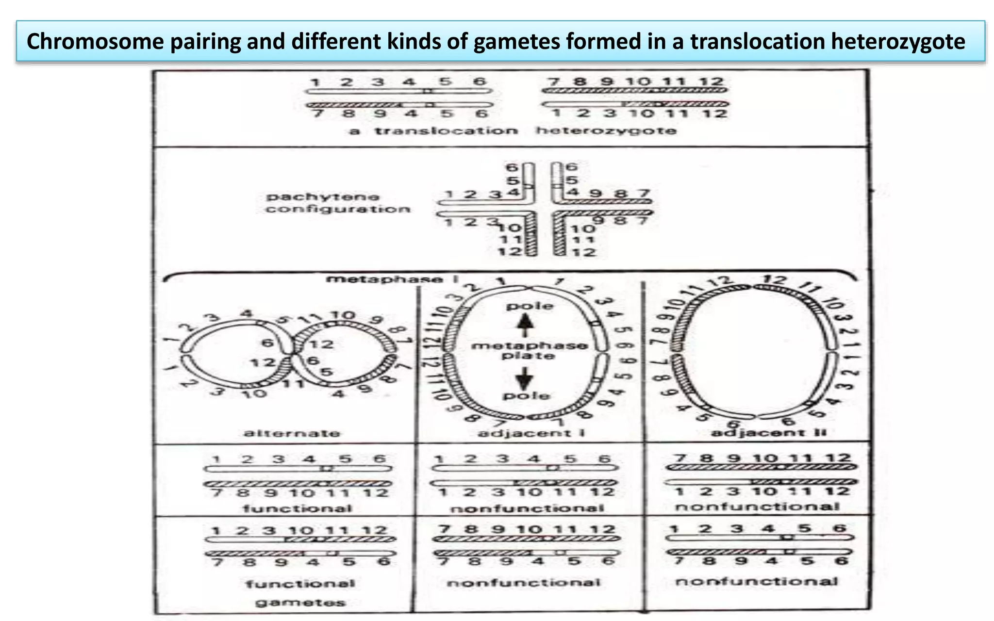 Chromosome pairing and different kinds of gametes formed in a translocation heterozygote
 