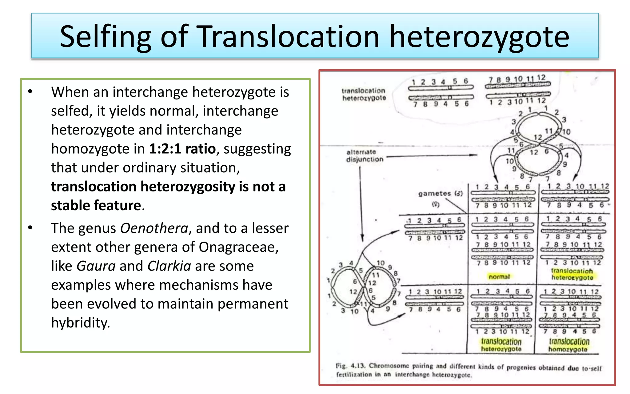 Selfing of Translocation heterozygote
• When an interchange heterozygote is
selfed, it yields normal, interchange
heterozygote and interchange
homozygote in 1:2:1 ratio, suggesting
that under ordinary situation,
translocation heterozygosity is not a
stable feature.
• The genus Oenothera, and to a lesser
extent other genera of Onagraceae,
like Gaura and Clarkia are some
examples where mechanisms have
been evolved to maintain permanent
hybridity.
 