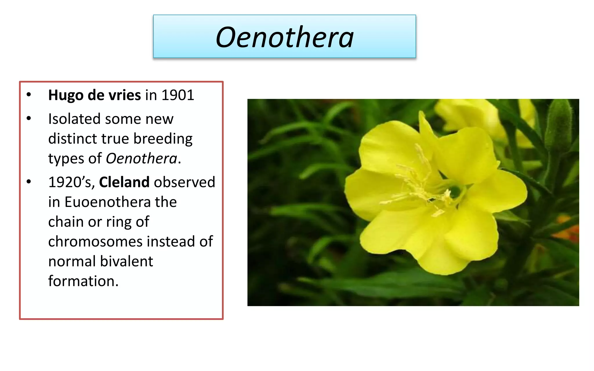 Oenothera
• Hugo de vries in 1901
• Isolated some new
distinct true breeding
types of Oenothera.
• 1920’s, Cleland observed
in Euoenothera the
chain or ring of
chromosomes instead of
normal bivalent
formation.
 