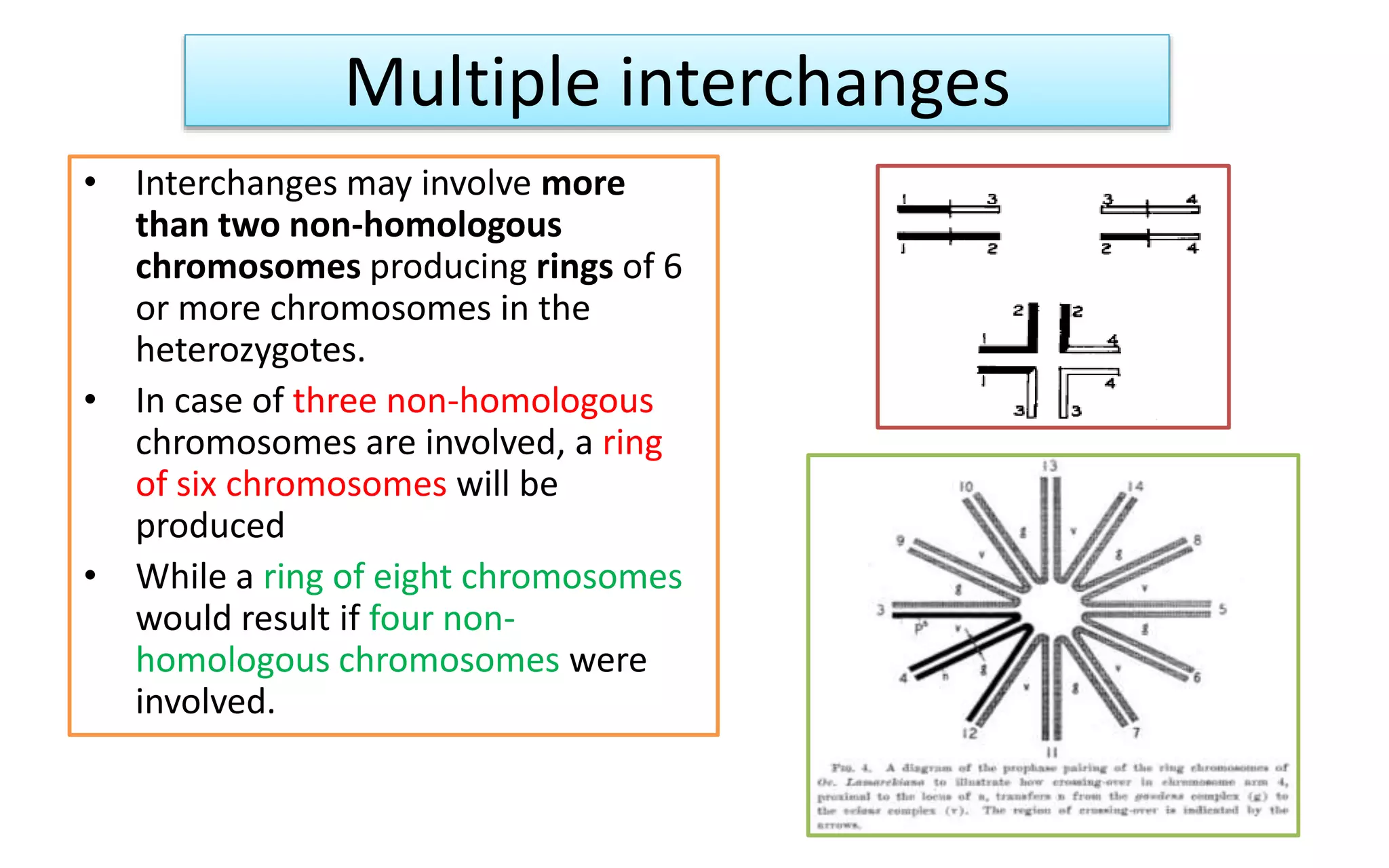 Multiple interchanges
• Interchanges may involve more
than two non-homologous
chromosomes producing rings of 6
or more chromosomes in the
heterozygotes.
• In case of three non-homologous
chromosomes are involved, a ring
of six chromosomes will be
produced
• While a ring of eight chromosomes
would result if four non-
homologous chromosomes were
involved.
 