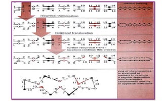 Long Interchanging Pattern Multiple interchanges | PPTX