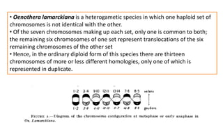 • Oenothera lamarckiana is a heterogametic species in which one haploid set of
chromosomes is not identical with the other.
• Of the seven chromosomes making up each set, only one is common to both;
the remaining six chromosomes of one set represent translocations of the six
remaining chromosomes of the other set
• Hence, in the ordinary diploid form of this species there are thirteen
chromosomes of more or less different homologies, only one of which is
represented in duplicate.
 