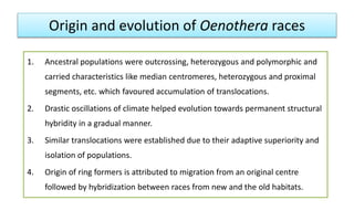 Origin and evolution of Oenothera races
1. Ancestral populations were outcrossing, heterozygous and polymorphic and
carried characteristics like median centromeres, heterozygous and proximal
segments, etc. which favoured accumulation of translocations.
2. Drastic oscillations of climate helped evolution towards permanent structural
hybridity in a gradual manner.
3. Similar translocations were established due to their adaptive superiority and
isolation of populations.
4. Origin of ring formers is attributed to migration from an original centre
followed by hybridization between races from new and the old habitats.
 