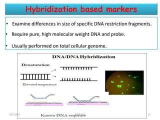 • Examine differences in size of specific DNA restriction fragments.
• Require pure, high molecular weight DNA and probe.
• Usually performed on total cellular genome.
Hybridization based markers
8/7/2019 MBB-692 13
 